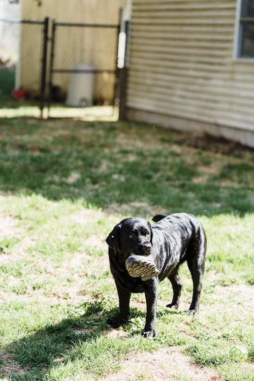 Dark Labrador with boot in teeth on lawn