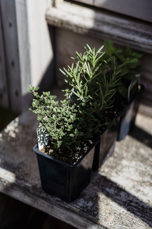 Free From above of thyme plants growing in black container on wooden bench in sunny day Stock Photo