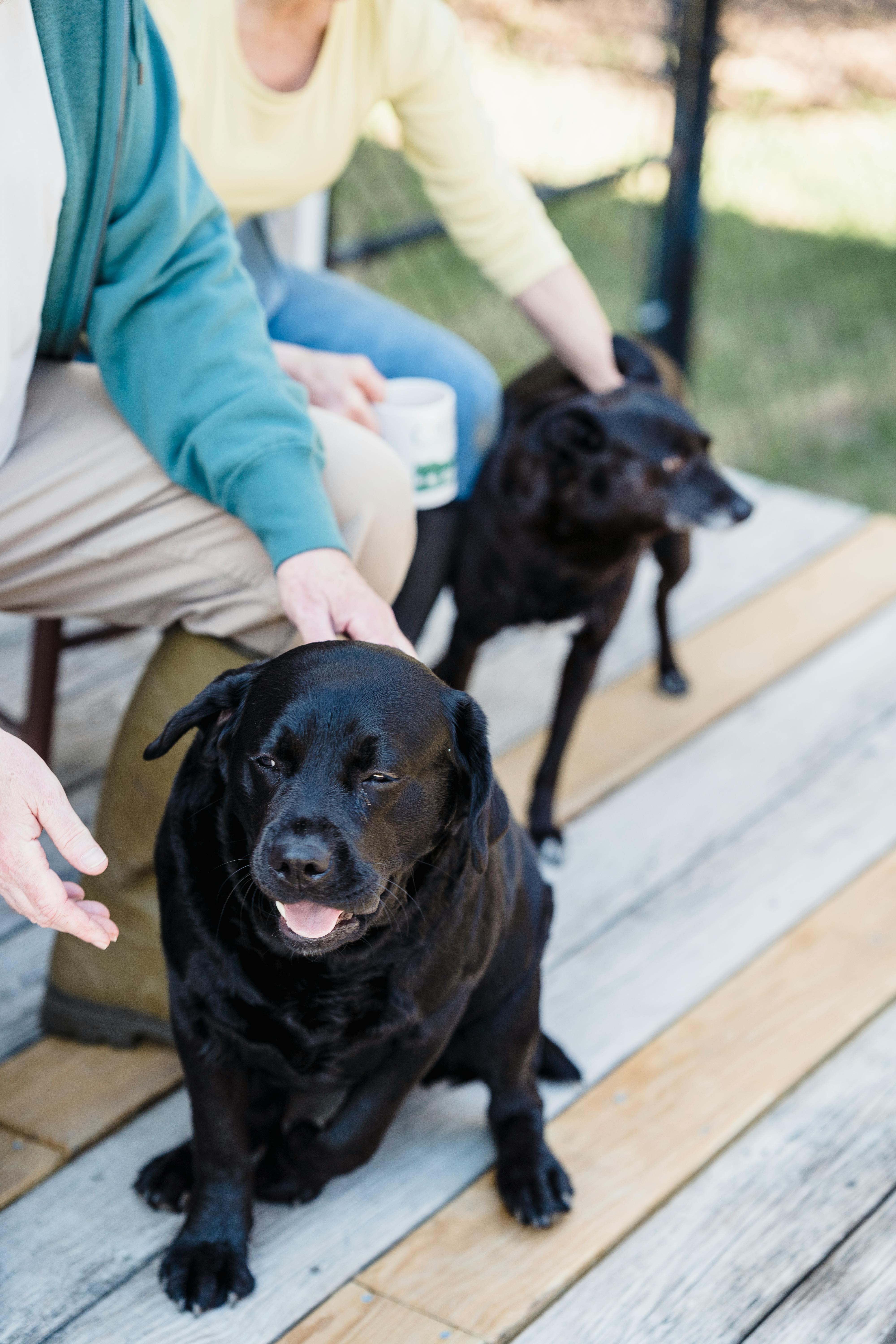 High angle of crop anonymous owners caressing cute black Labrador dogs while sitting on wooden terrace