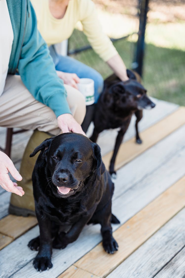 Crop Owners With Labradors On Terrace