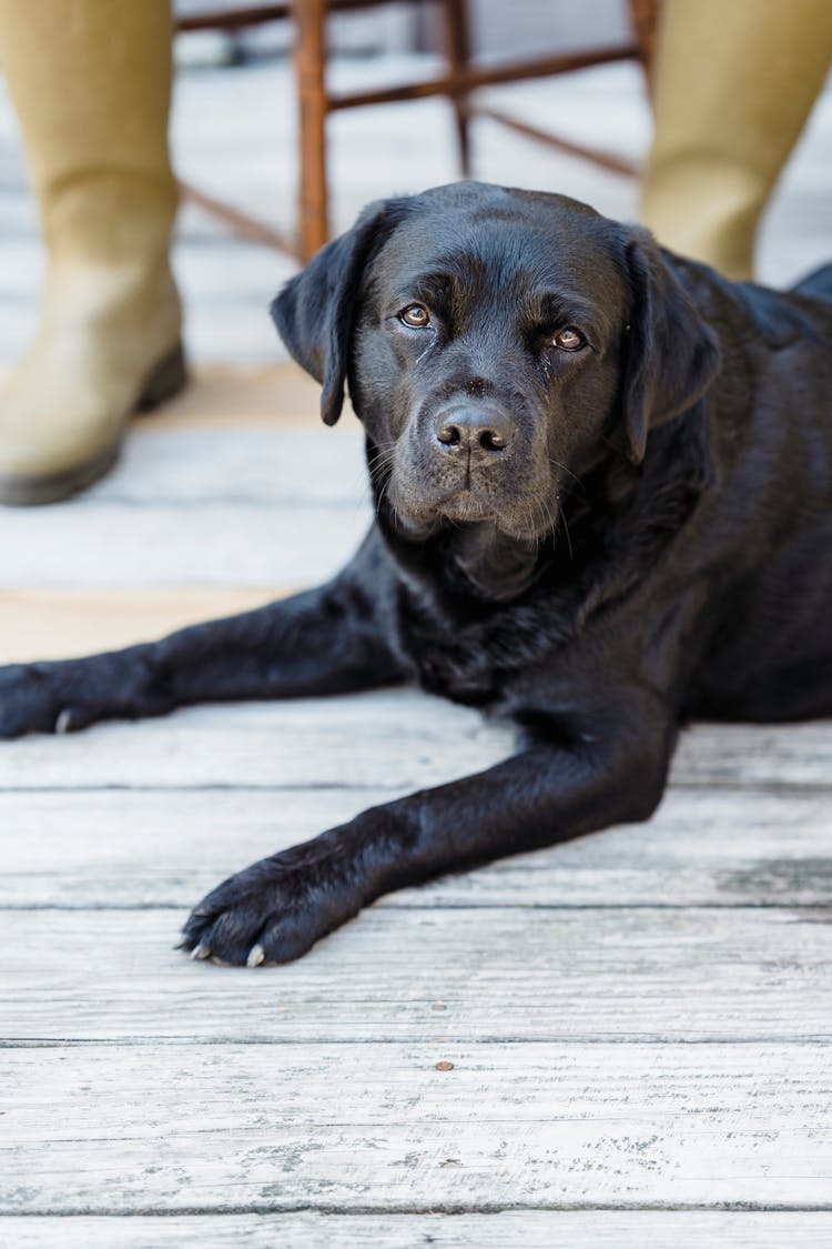 Black Labrador Lying On Wooden Floor