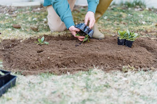 Free Crop anonymous gardener in casual clothes with sprouts working on plantation in daytime Stock Photo