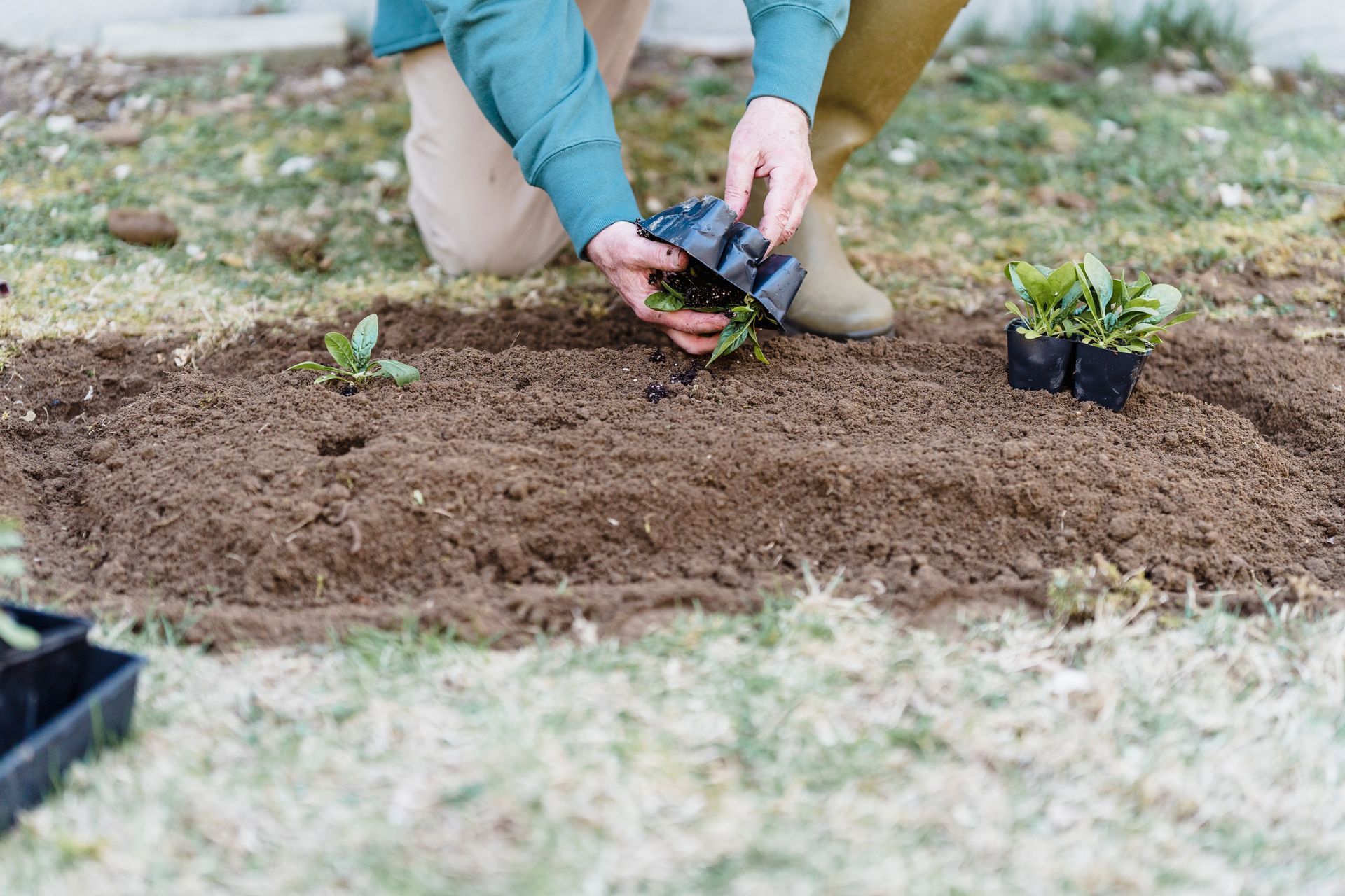 Crop anonymous gardener in casual clothes with sprouts working on plantation in daytime