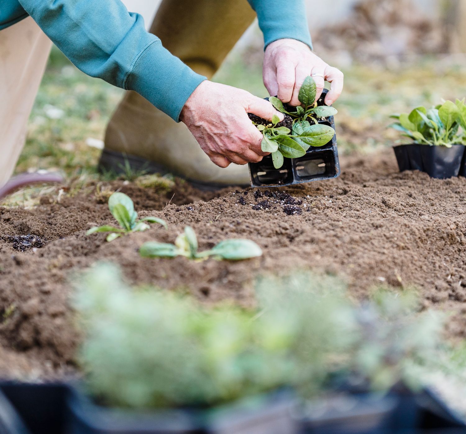 Crop unrecognizable horticulturist standing on knee and holding container while planting.
