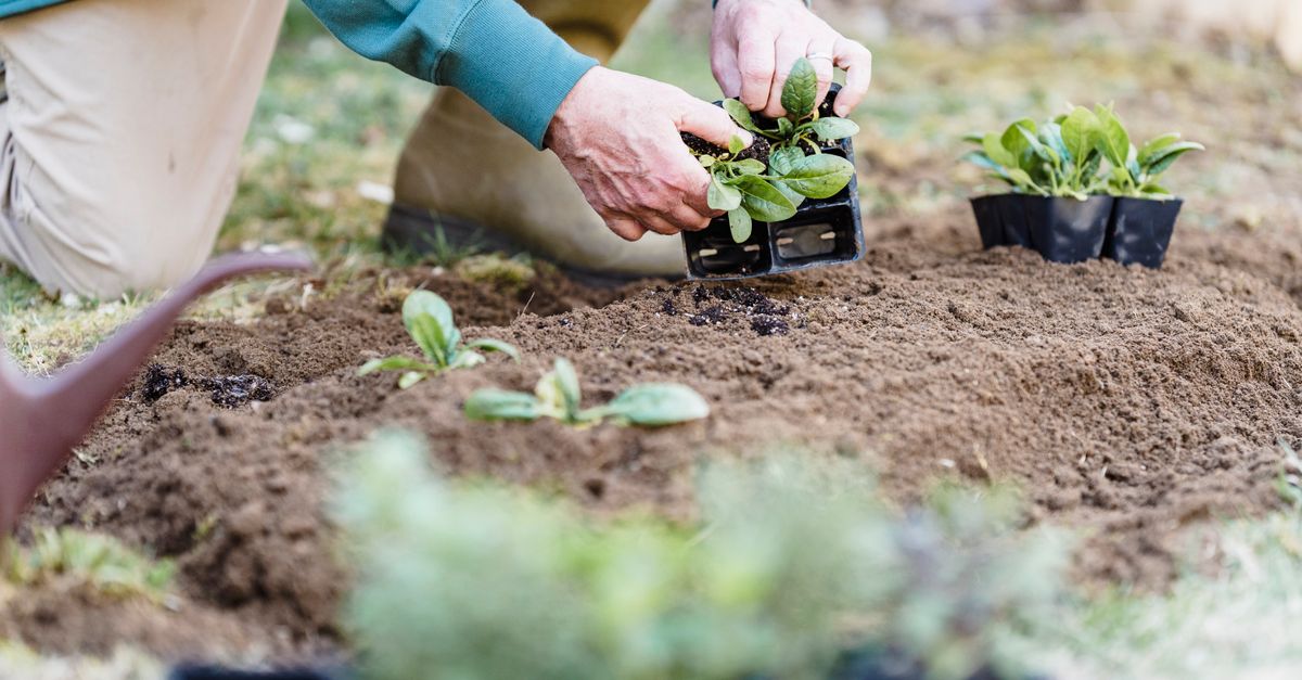 Guide Complet pour Semer des Légumes au Printemps