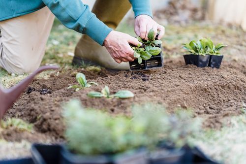 Free Crop unrecognizable horticulturist standing on knee and holding container while planting verdant sprouts Stock Photo