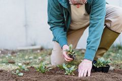 Crop unrecognizable male farmer putting green seedlings into soil while working on plantation