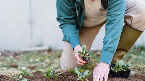 Crop unrecognizable male farmer putting green seedlings into soil while working on plantation