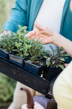 Close-up of a gardener holding a tray of herb seedlings in an outdoor setting.