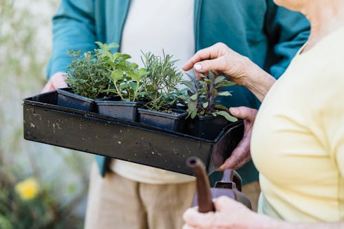Free Crop anonymous female horticulturist standing with watering can and touching springs in container held by husband Stock Photo