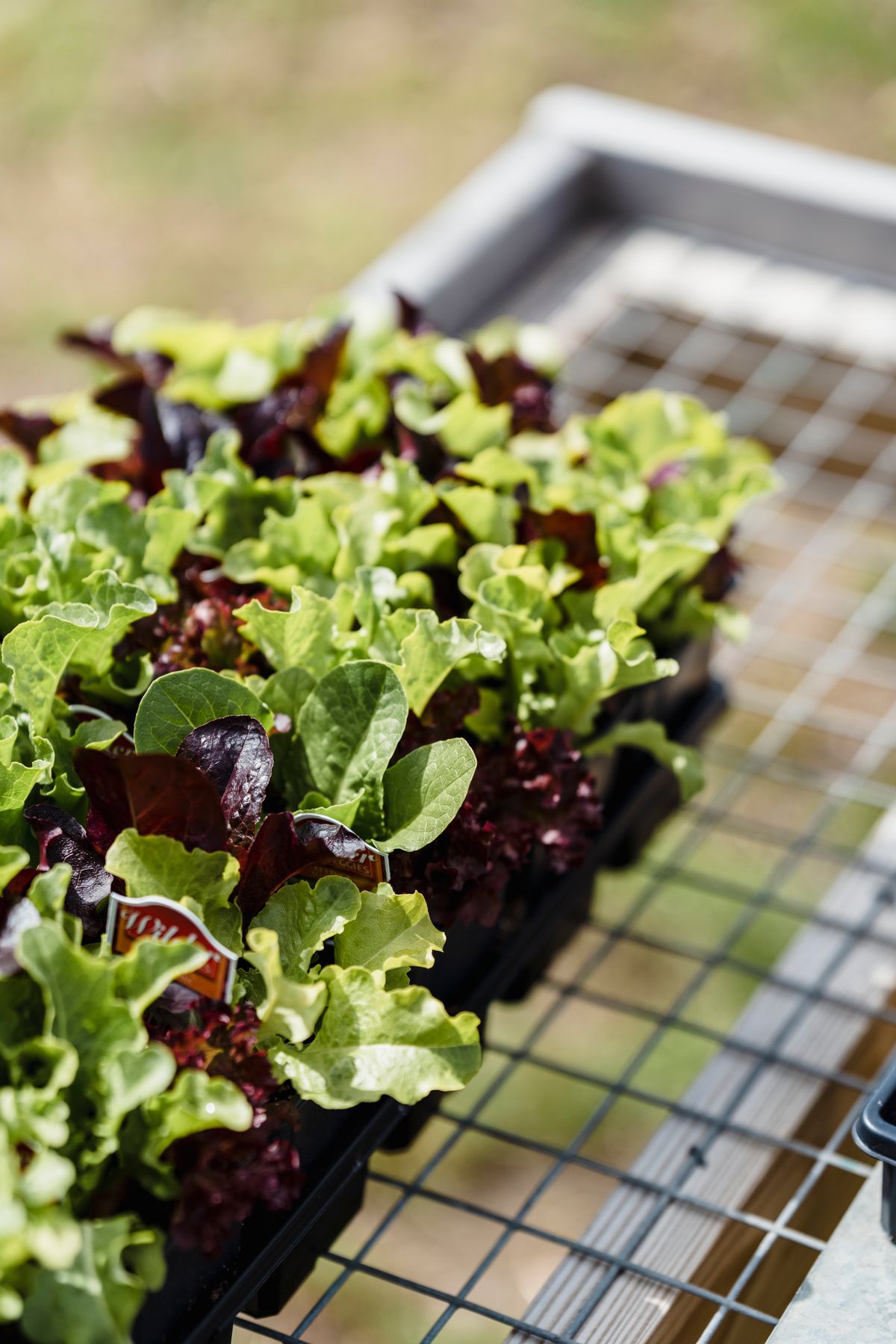 Overhead view of fresh lettuce seedlings growing in a garden tray in sunlight
