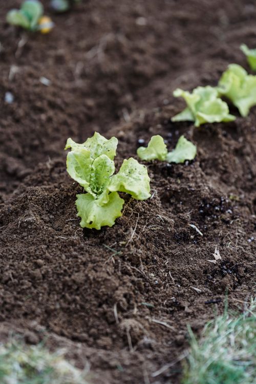 Free From above of green sprouts vegetating in soil in garden on sunny day Stock Photo