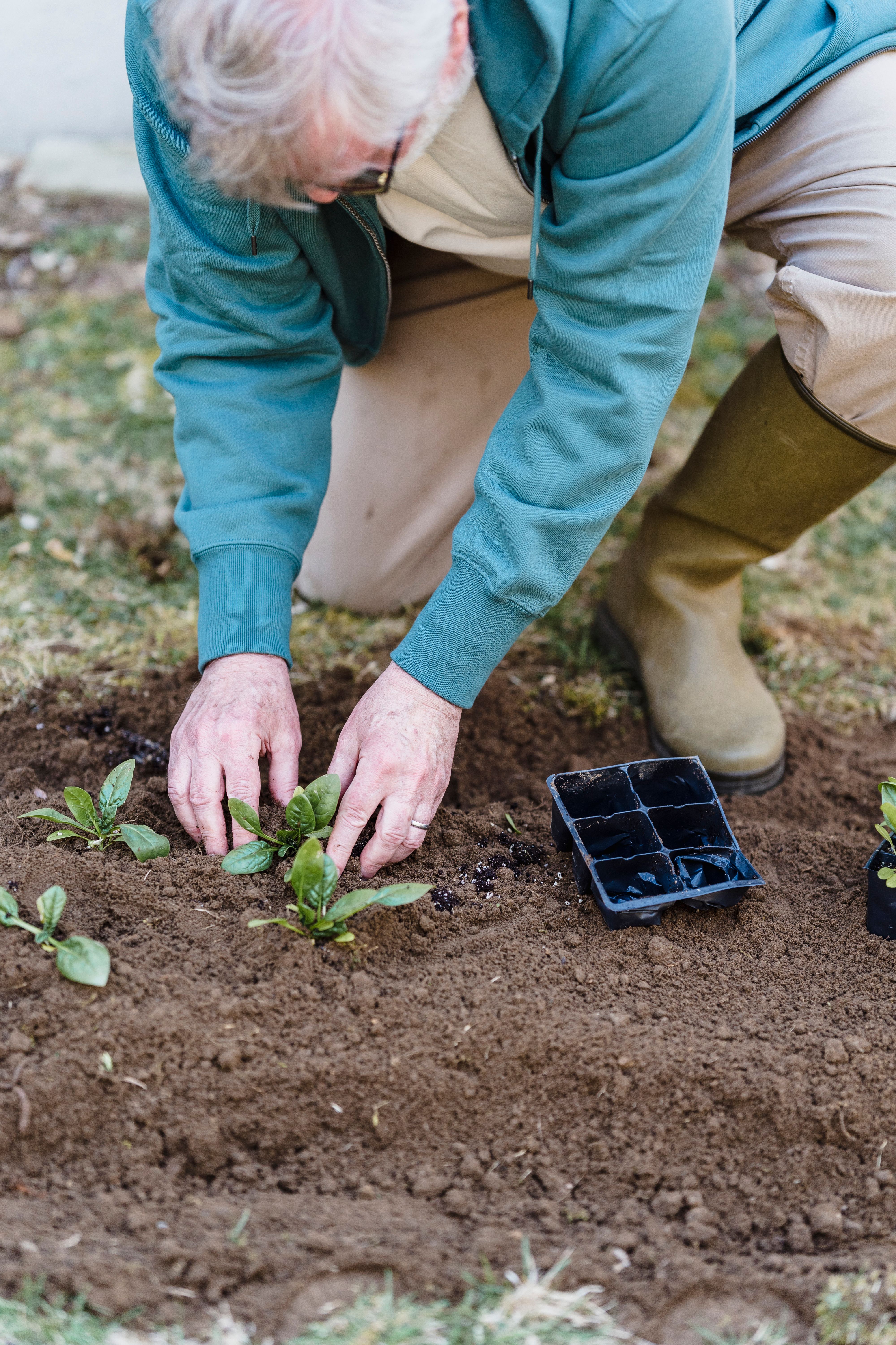 High angle of crop aged male horticulturist in casual wear putting green sprouts into soil