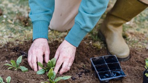 High angle of crop aged male horticulturist in casual wear putting green sprouts into soil