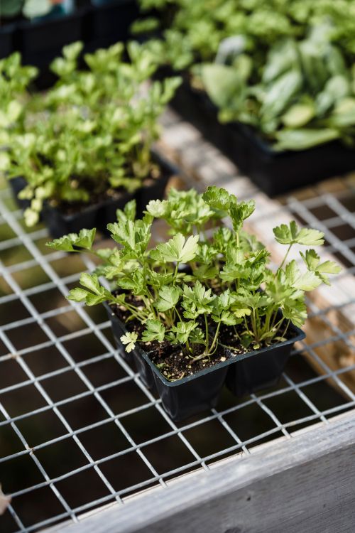 Free From above of green celery sprouts with small leaves growing in boxes on metal lattice in daylight Stock Photo