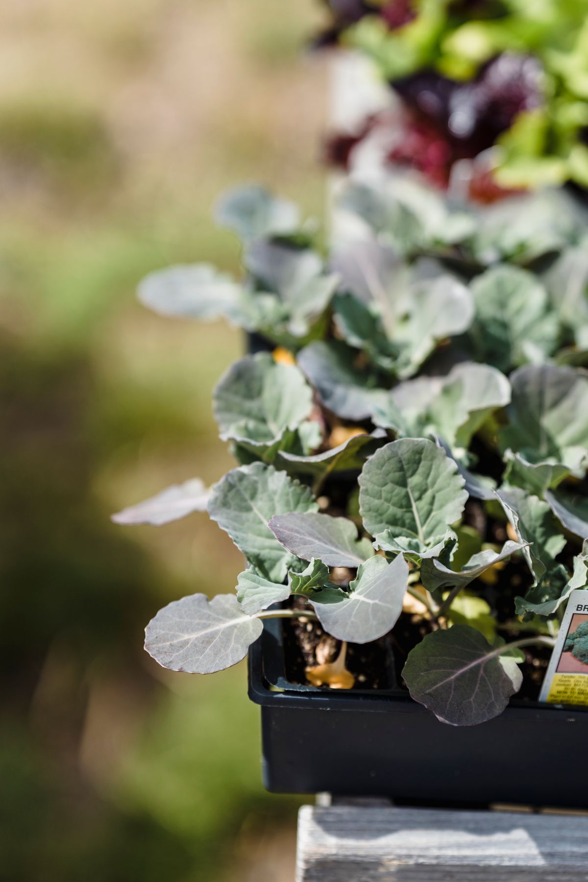 Close-up of green cabbage seedlings growing in a starter tray outdoors