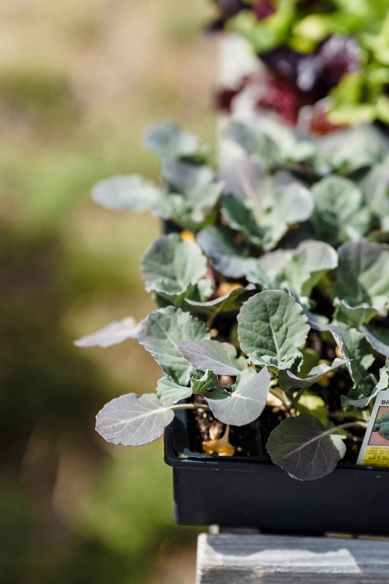 Seedling trays in a nursery