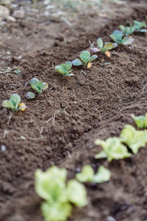Free High angle rows of verdant seedlings growing in soil on sunny day in soft focus Stock Photo