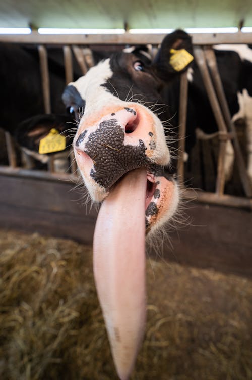 Free stock photo of cow, cow face, farm animal Stock Photo