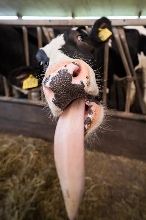 Free stock photo of cow, cow face, farm animal