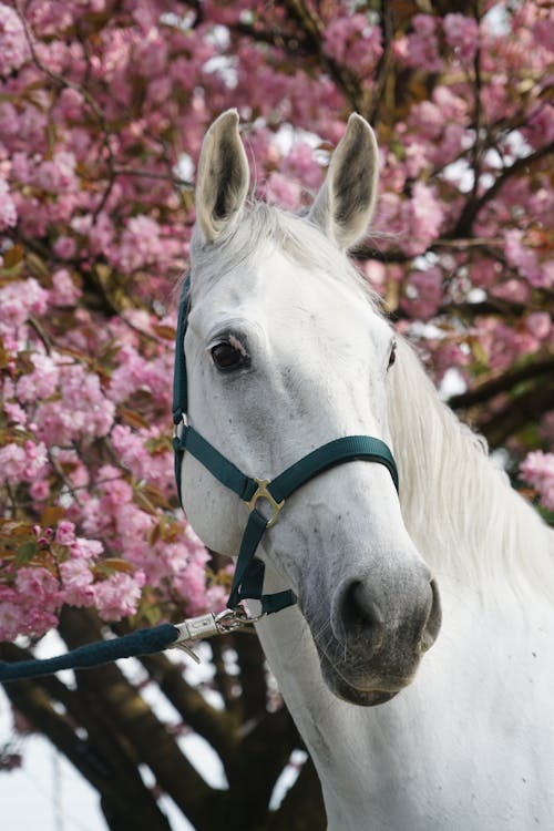 White Horse Near a Tree