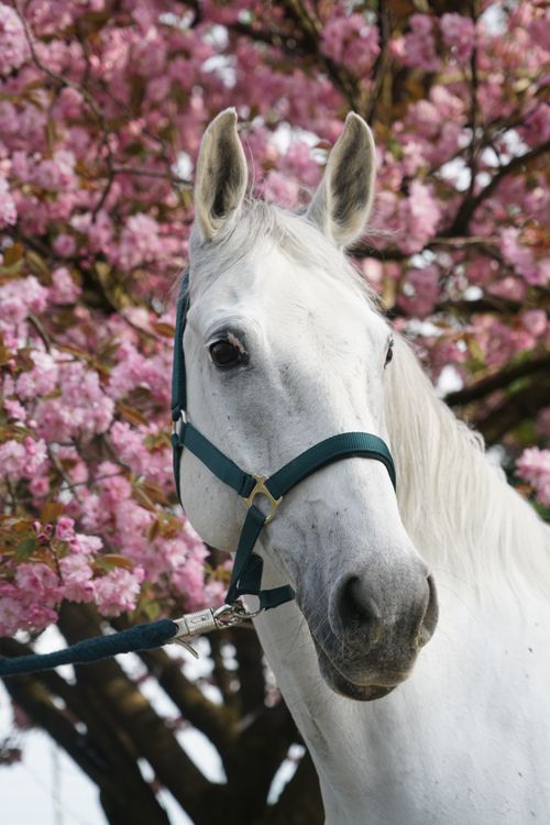 Free Close-up of a white horse with cherry blossoms in spring, showcasing beauty and elegance. Stock Photo