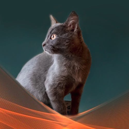インドア, かわいらしい, ネコの無料の写真素材