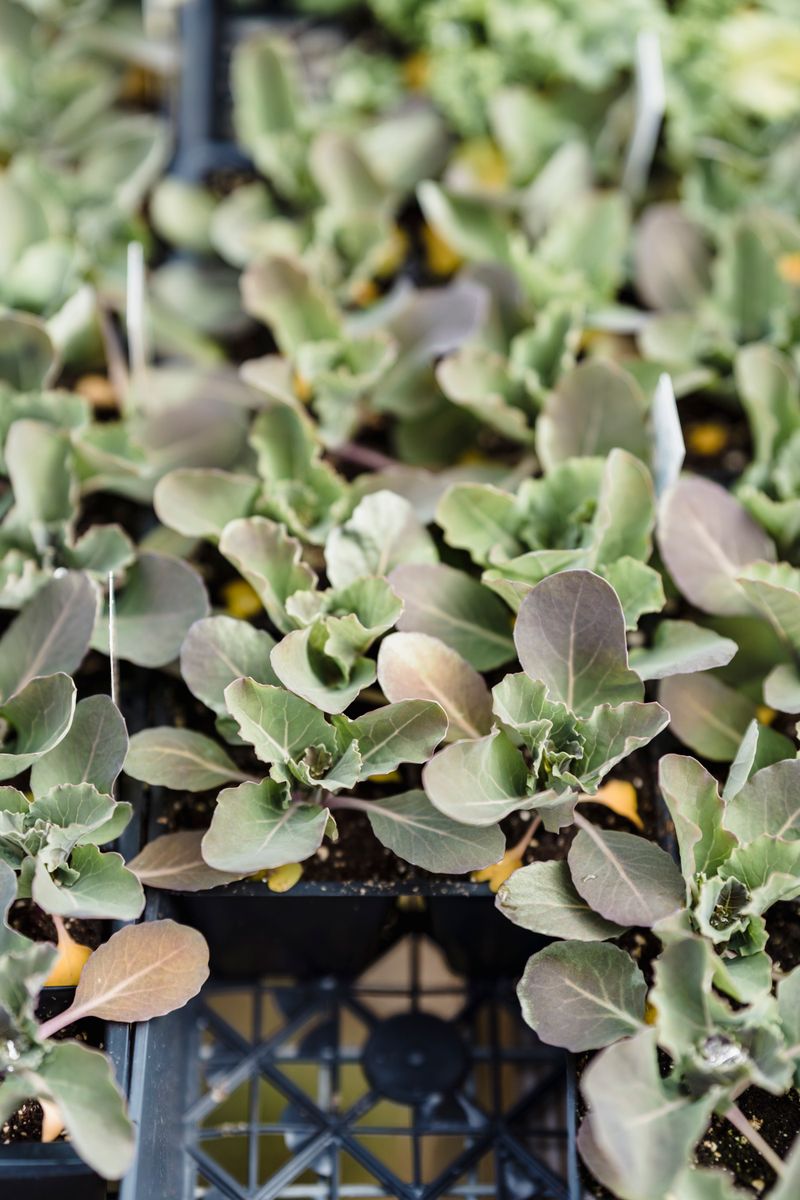 Jeunes plants dans un plateau de pépinière