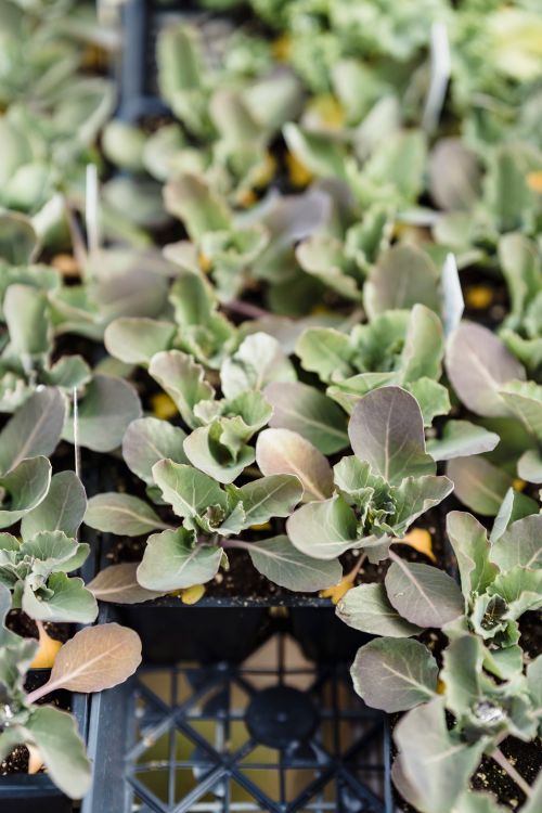 Free Detailed view of young seedlings in a nursery tray with vibrant leaves. Stock Photo