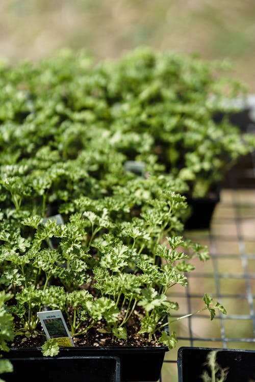 Free Green sprouts growing in pots Stock Photo