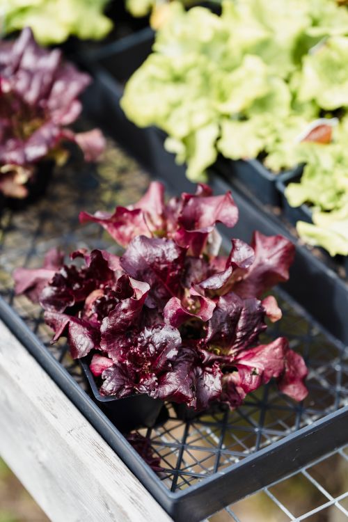 Free Vibrant red leaf lettuce growing in black seedling trays outdoors. Stock Photo