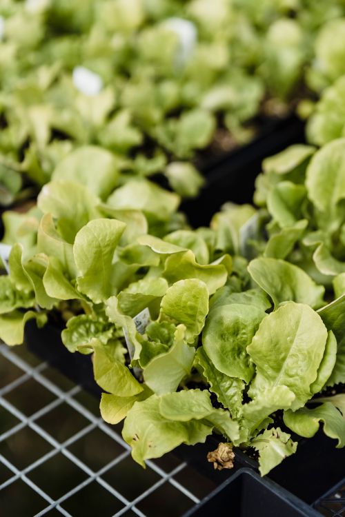Free Close-up of fresh green lettuce growing in nursery trays showcasing vibrant leaves and healthy growth. Stock Photo
