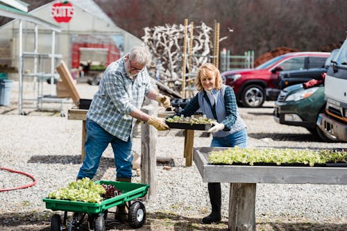 Free Cheerful couple of farmers taking boxes with freshly lettuce out of wheelbarrow in farmland on sunny day Stock Photo