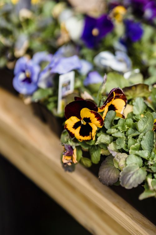 Free A detailed shot of colorful pansy flowers on a wooden table with a blurred background. Stock Photo
