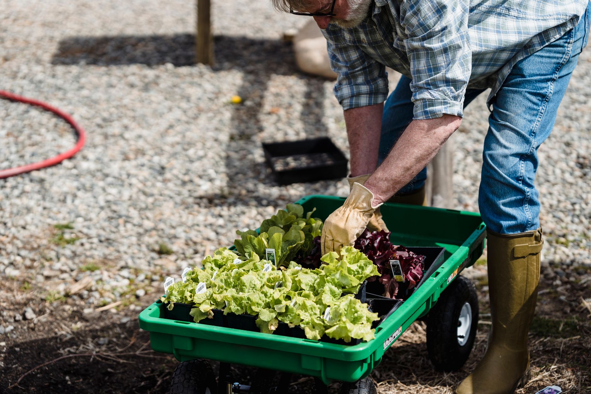 hands planting young lettuce seedlings in shaded container garden