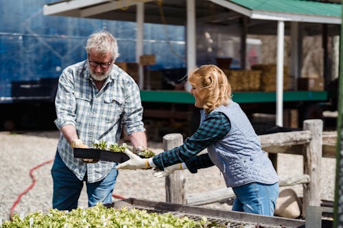 Couple of farmers in checked shirts and gloves carrying pots with green plants and helping each other in countryside on sunny day