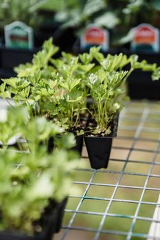 Fresh green seedlings in a black nursery tray on a wire mesh table.