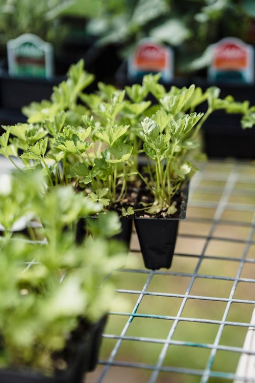 Free Fresh green seedlings in a black nursery tray on a wire mesh table. Stock Photo