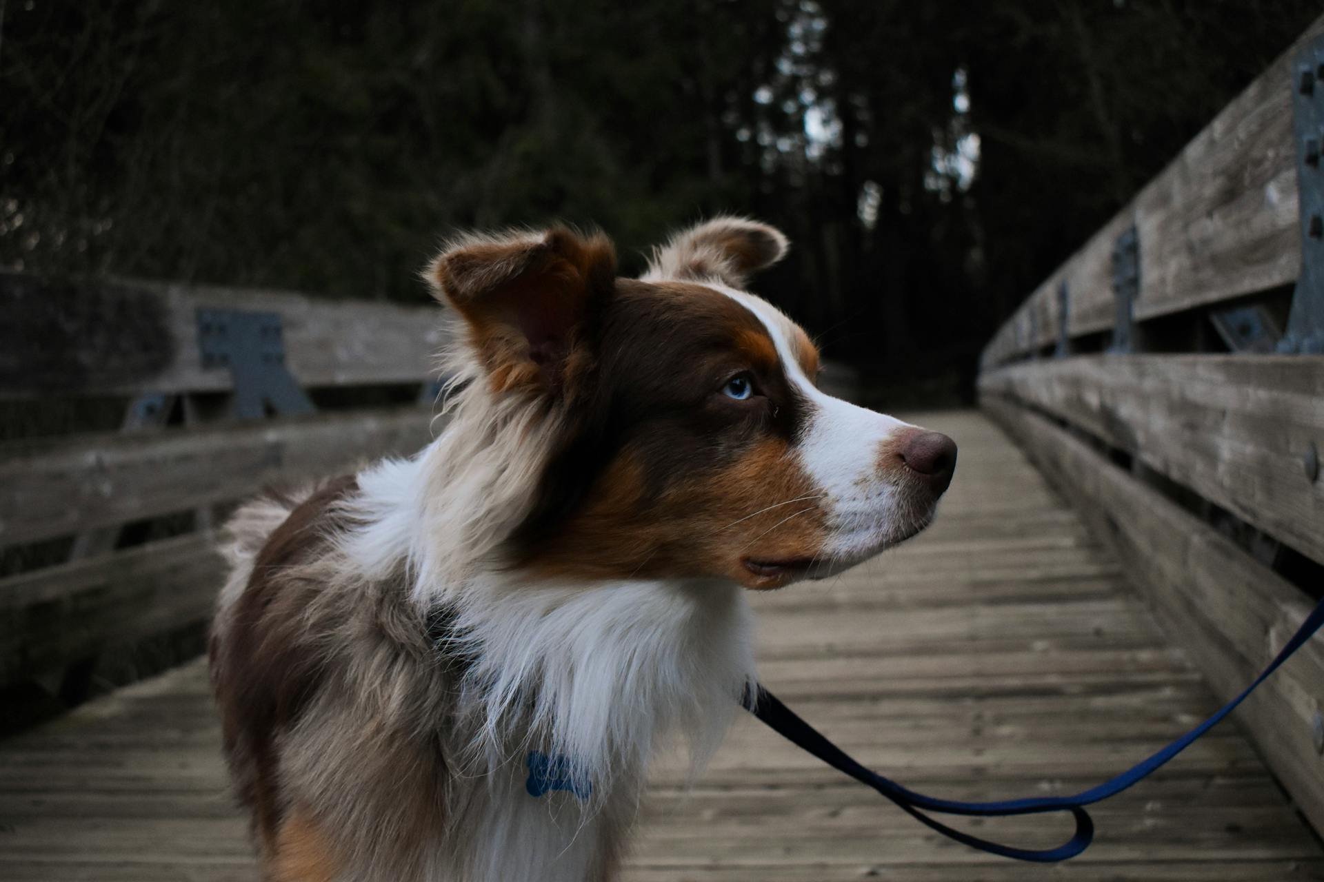 Close-Up Photography of Hairy Dog