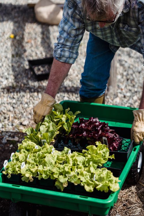 Free From above of crop anonymous male farmer in checkered shirt and gloves picking fresh organic vegetables from wheelbarrow in daylight Stock Photo