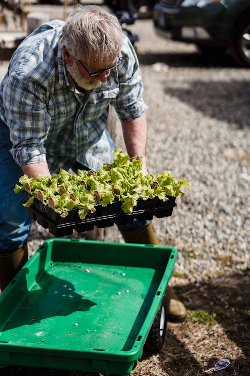 Adult male farmer in checkered shirt picking fresh organic green lettuce in container out of wheelbarrow on farmland on sunny day