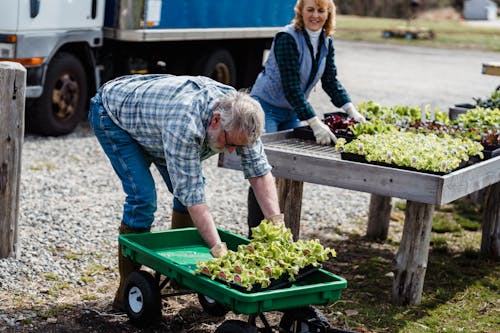 Free Cheerful farmers picking fresh vegetables from wheelbarrow Stock Photo