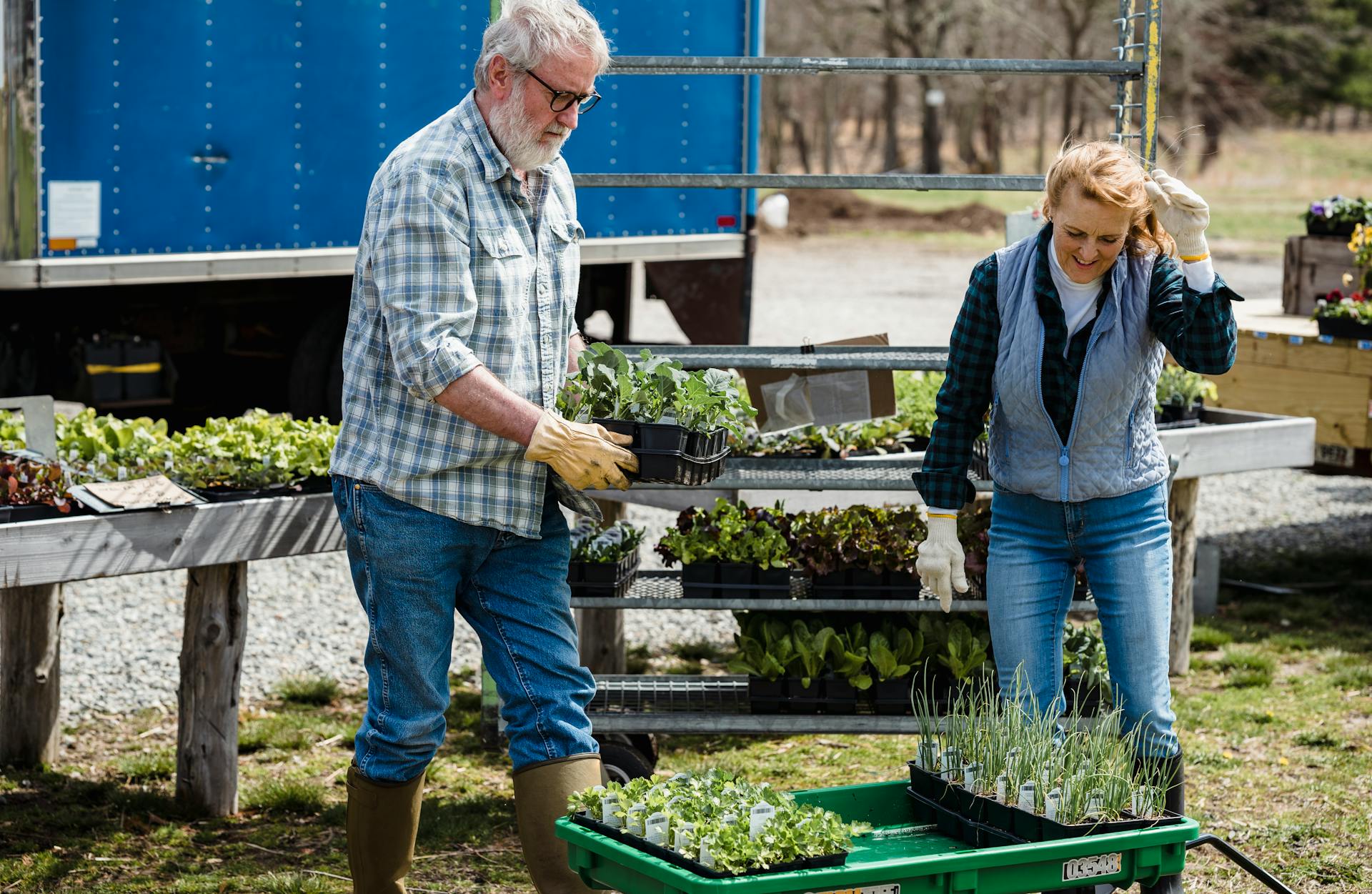 Middle aged couple of farmers in gloves and rubber boots standing on farmland and working with green plants and lettuce in daylight