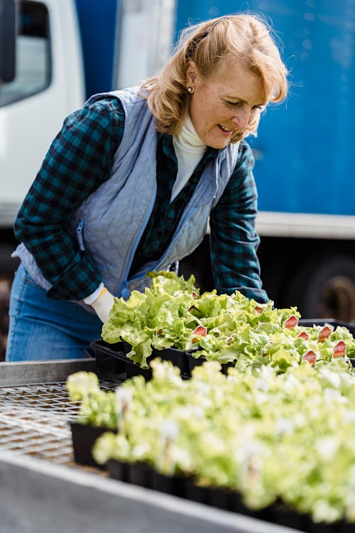 Middle aged woman in checkered shirt carrying box with fresh organic lettuce in farm in daytime