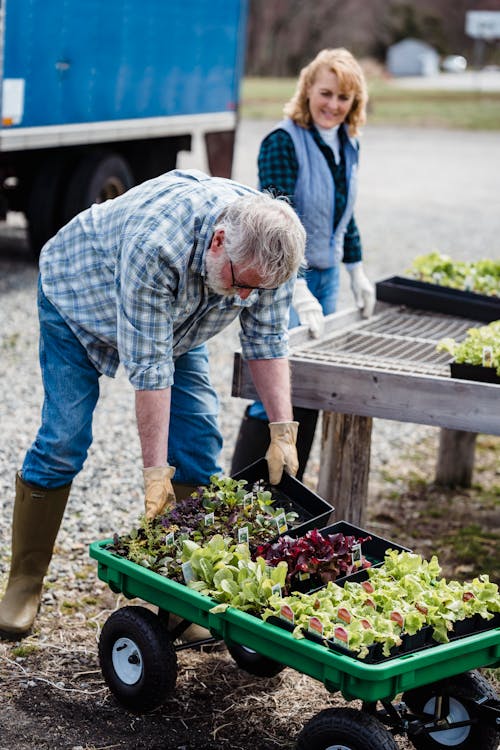 Couple of farmers working with boxes of plants