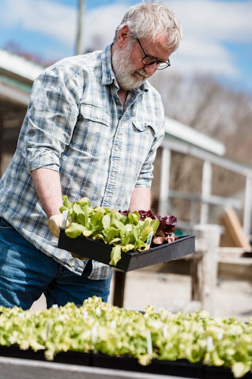 Low angle of adult male farmer in checkered shirt carrying box with fresh organic lettuce in local farm on sunny day