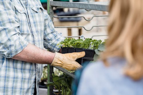 Crop unrecognizable adult farmers in checkered shirts and gloves holding plastic container with fresh green lettuce standing near metal shelves in greenhouse on sunny day