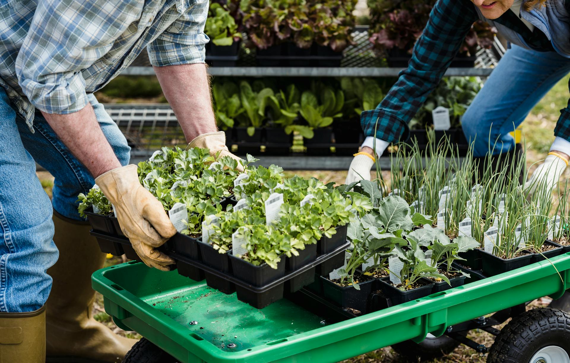 Crop couple of farmers picking containers with assorted plants