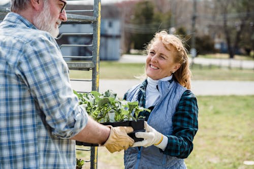 Couple of elderly gardeners in checkered shirt standing in farmland and holding box with green fresh lettuce leaves together while looking away in daytime