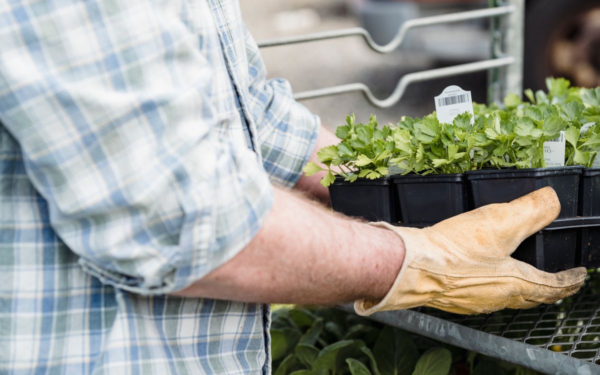 Crop anonymous elder male gardener in checkered shirt and gloves carrying box with fresh green plants near metal shelf in daytime